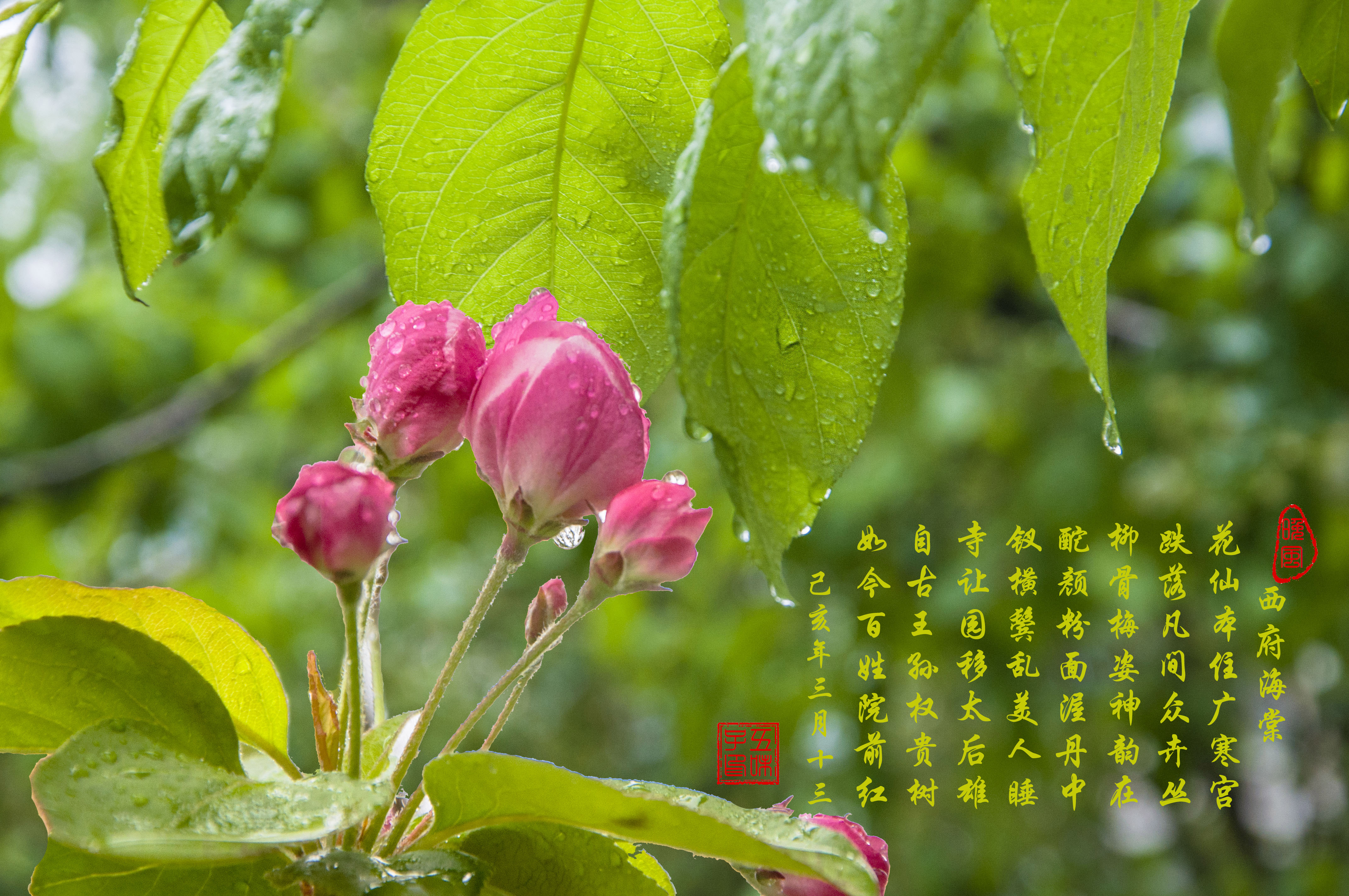 又见白海棠花 天天看点