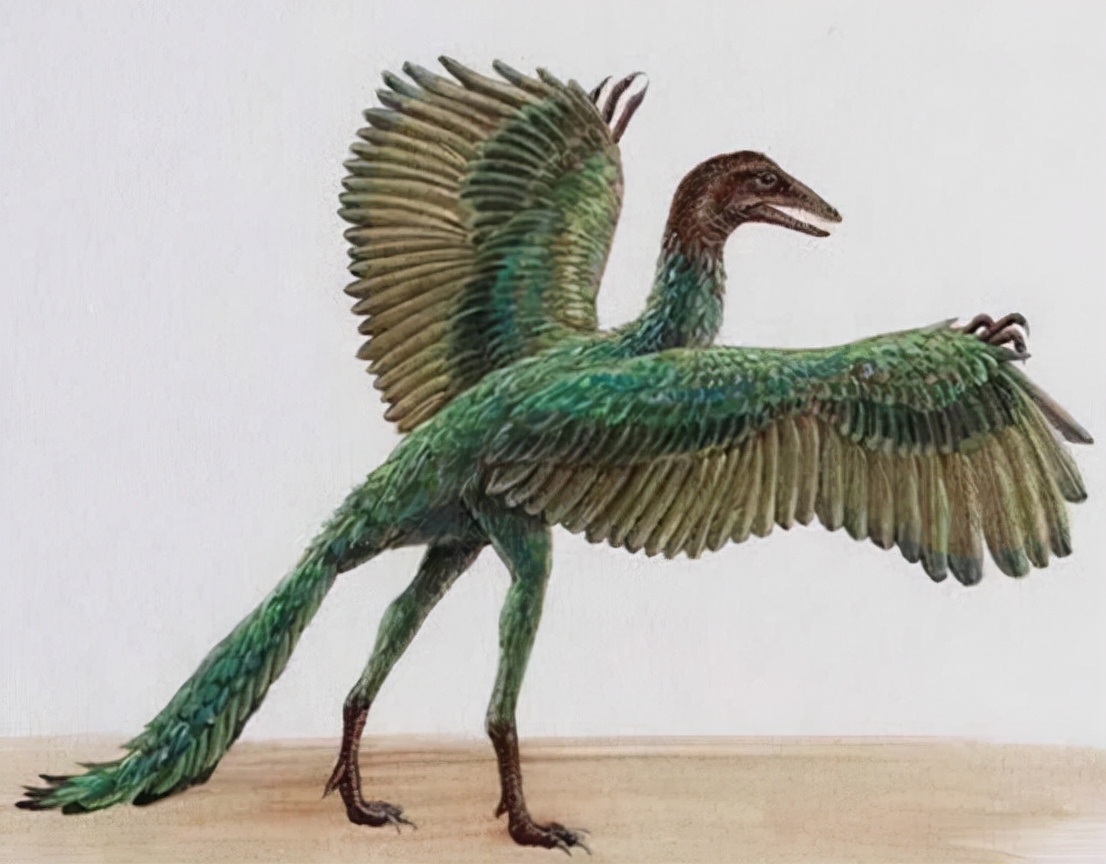 智利科学家培育出"恐龙鸡",胚胎长出恐龙腿