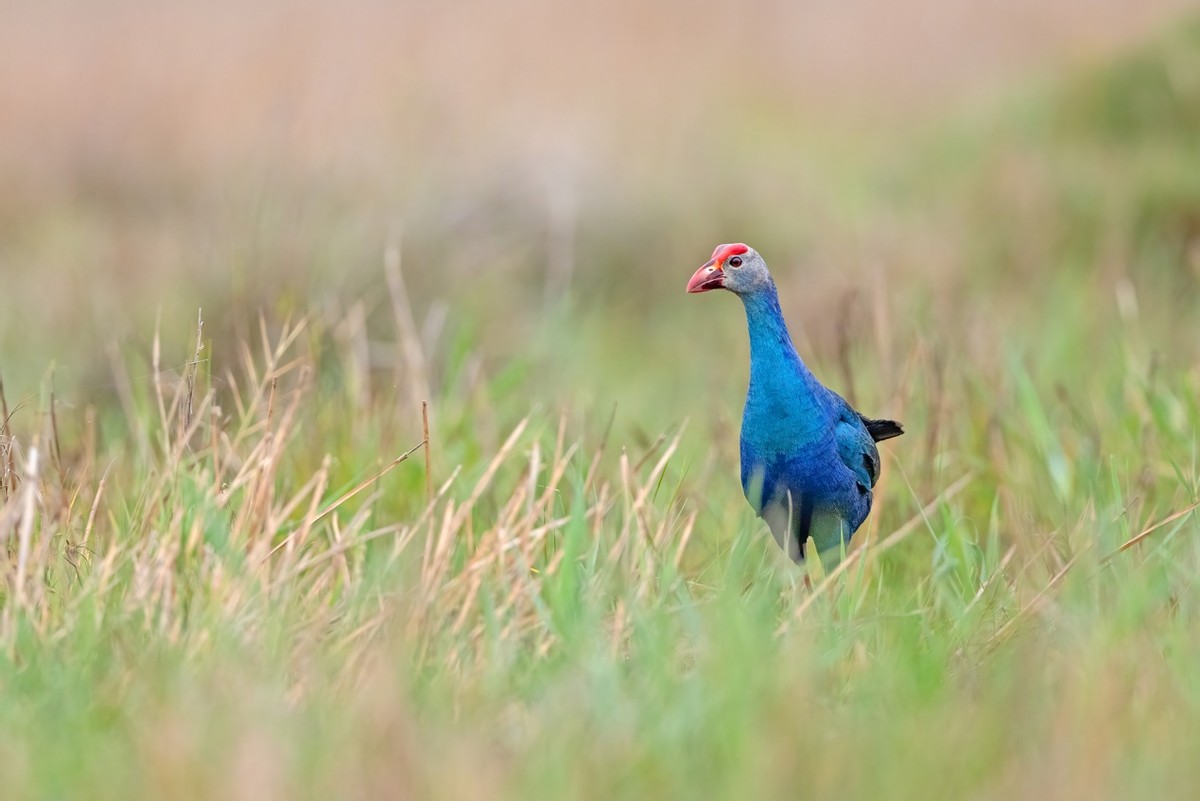 以热爱为名发现自然之美 那些野性瞬间背后的故事