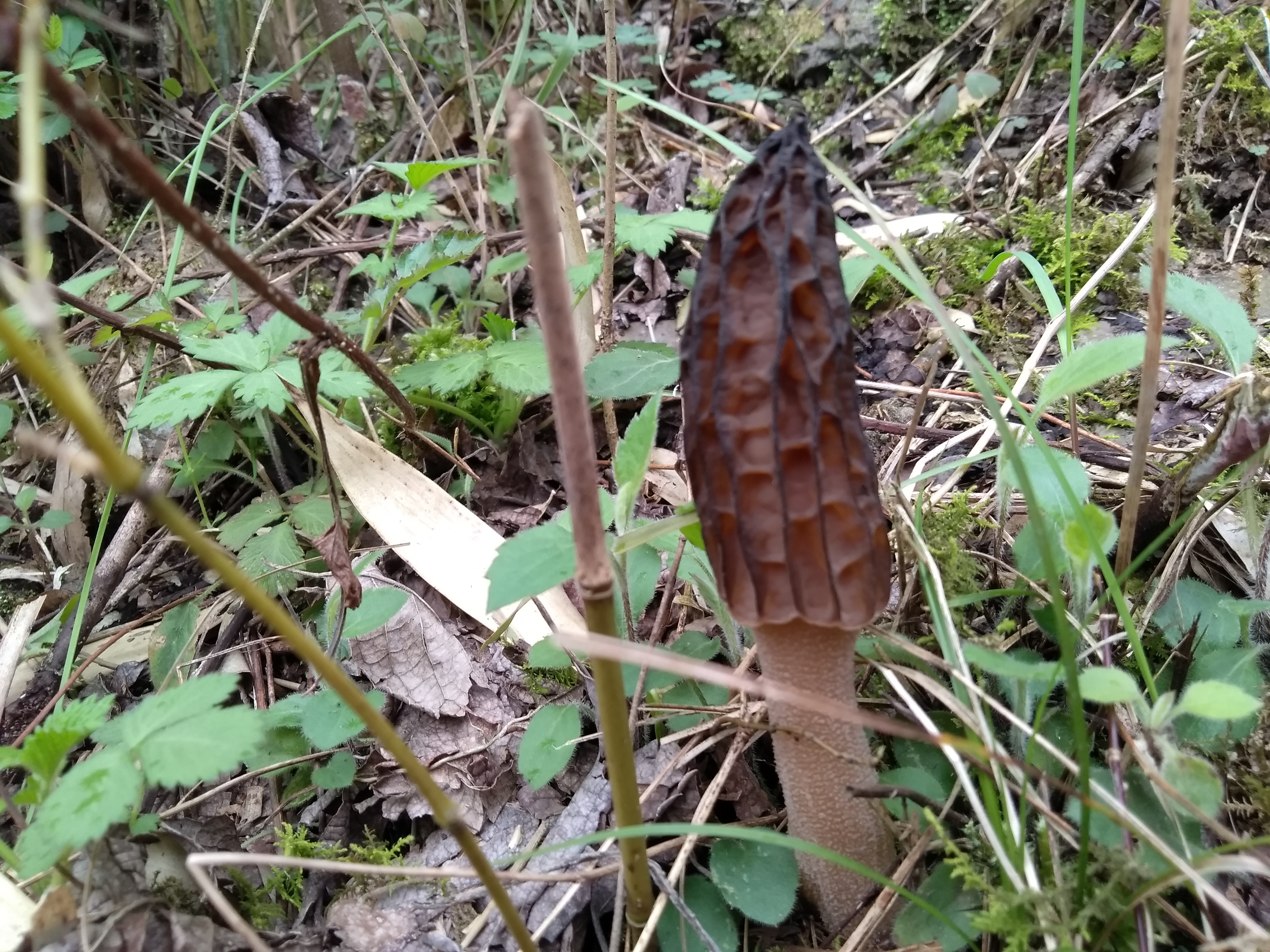 新鲜羊肚菌多少钱一斤竹林下这种野生菌价值珍贵