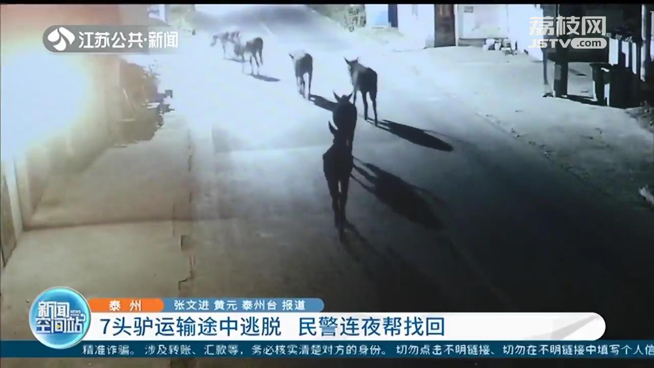 7头驴运输途中逃脱 泰州民警连夜帮找回