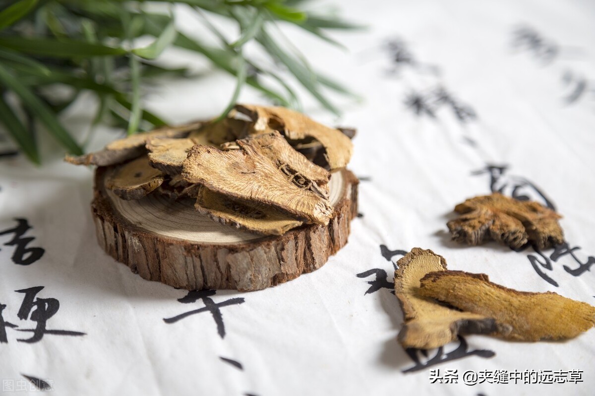 海金沙并非是沙,也不生长在海中,它是一种草,每逢秋季未待孢子脱落时