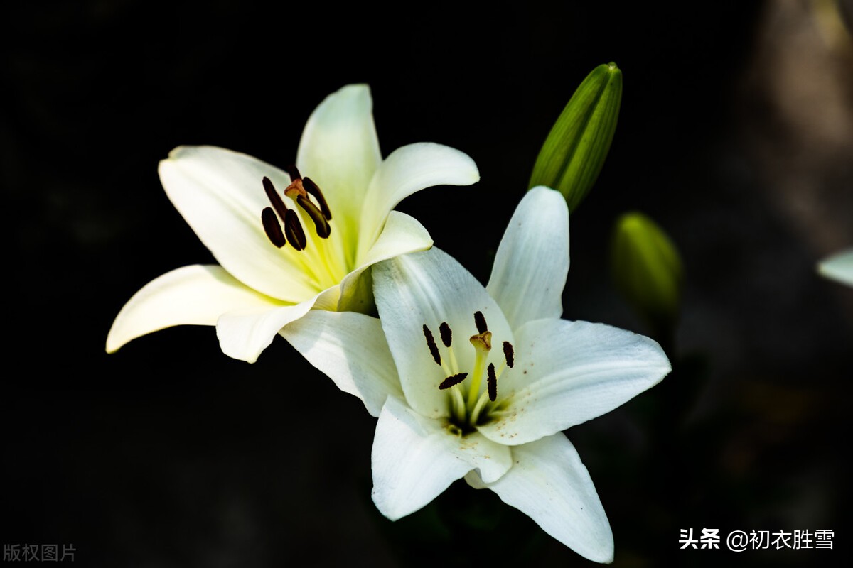 夏花百合美诗六首：花气宜人百合传，与君重结后生缘