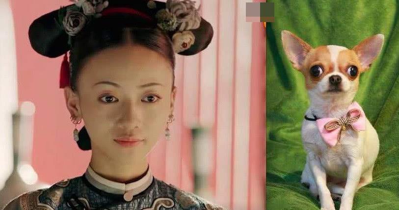 盘点跟狗“撞脸”的明星，网友：刘昊然跟柴犬，简直一模一样