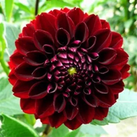 花朵美图｜温柔甜美的初吻、大丽花、耧斗菜花朵合集160张
