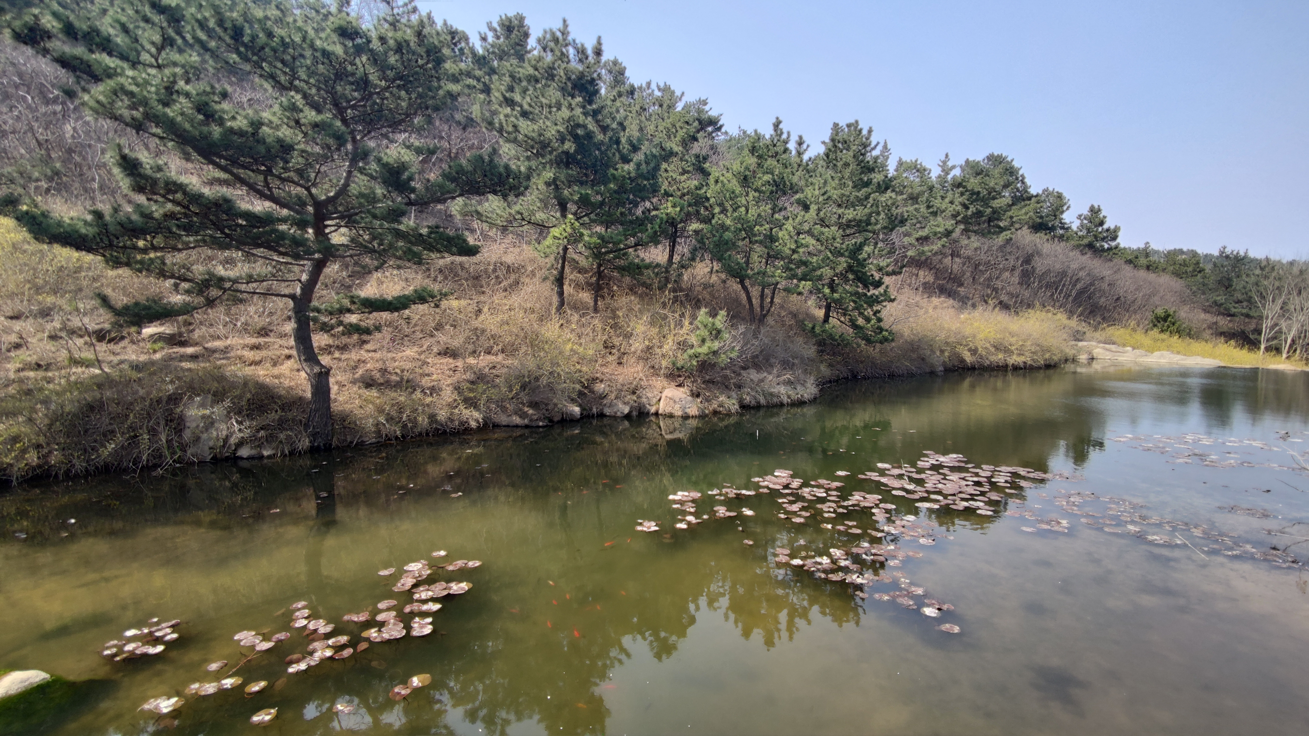 早春，大珠山探寻万亩杜鹃花开爬山游记