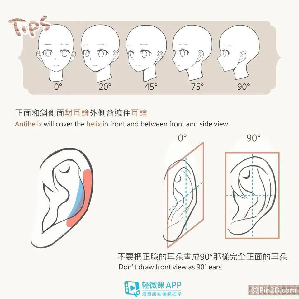 如何画好耳朵？二次元人物耳朵画法教程