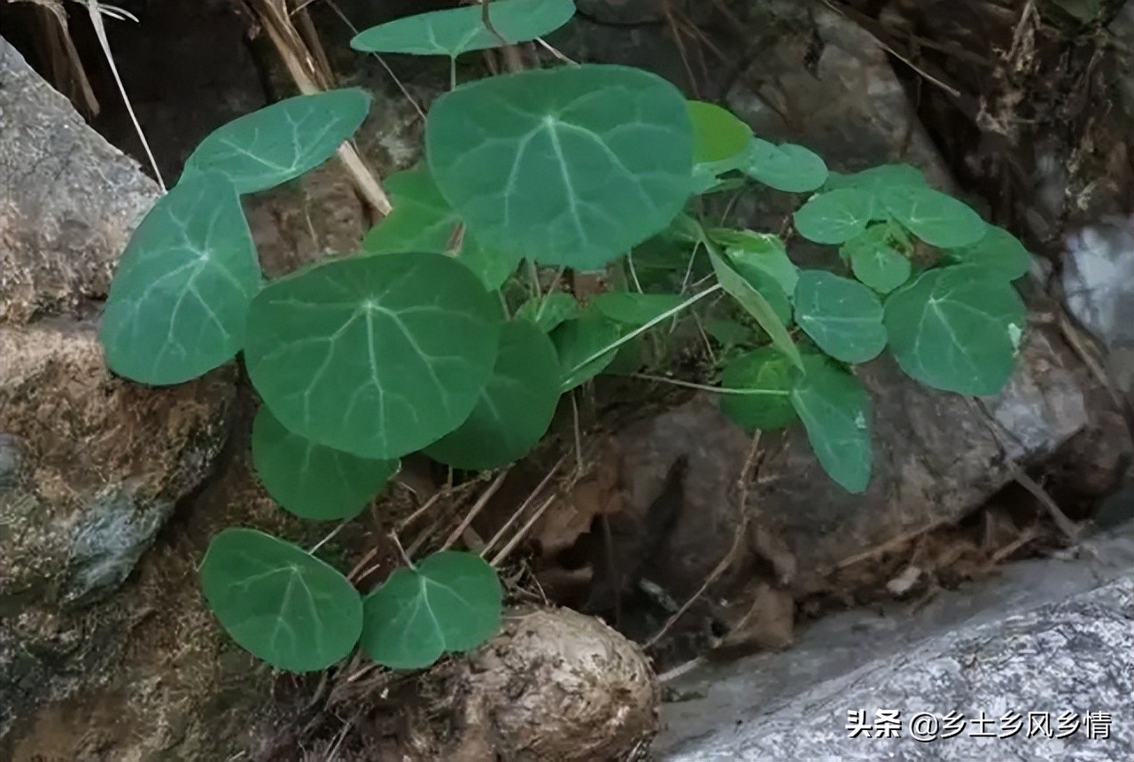 农村大叔3年前移植野生千金藤，亩收入2万，看他是如何种植的