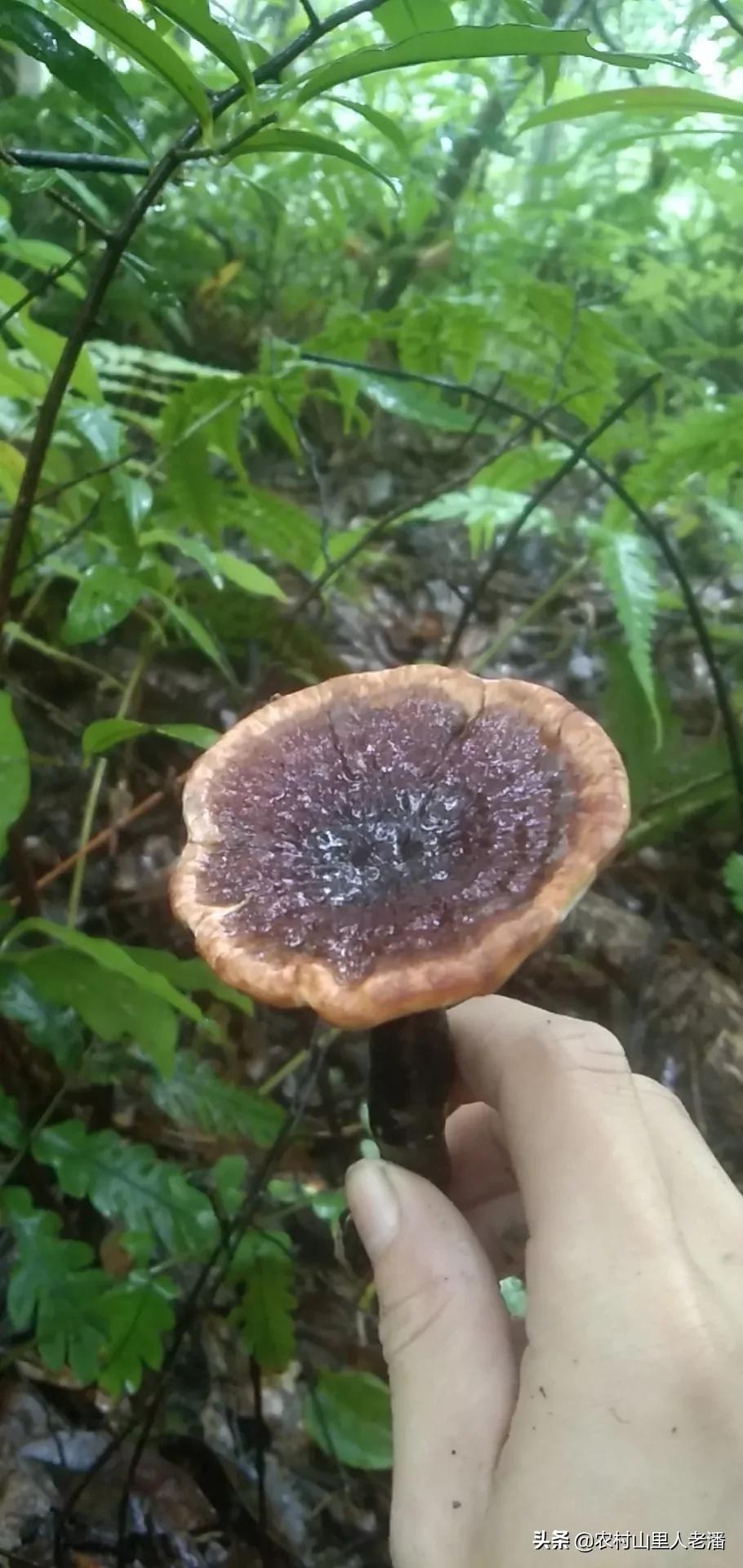 一台陪伴了我三年的手机，当初花几百块买的，现在成了主力机
