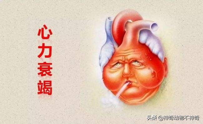 致命毒蝎号称“穷人的毒品”，巴铁还把它当烟抽，它有什么魔力？