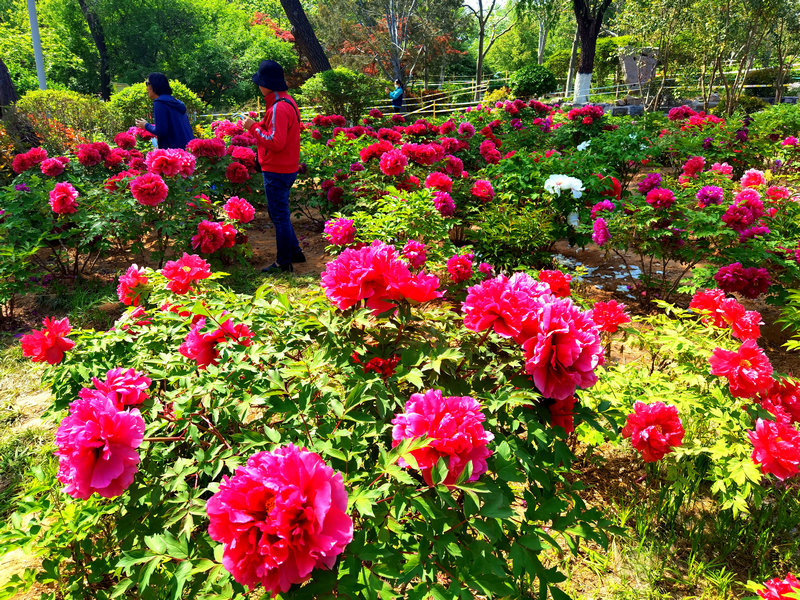 济南泉城公园牡丹花开成海 再不去欣赏就要等一年了