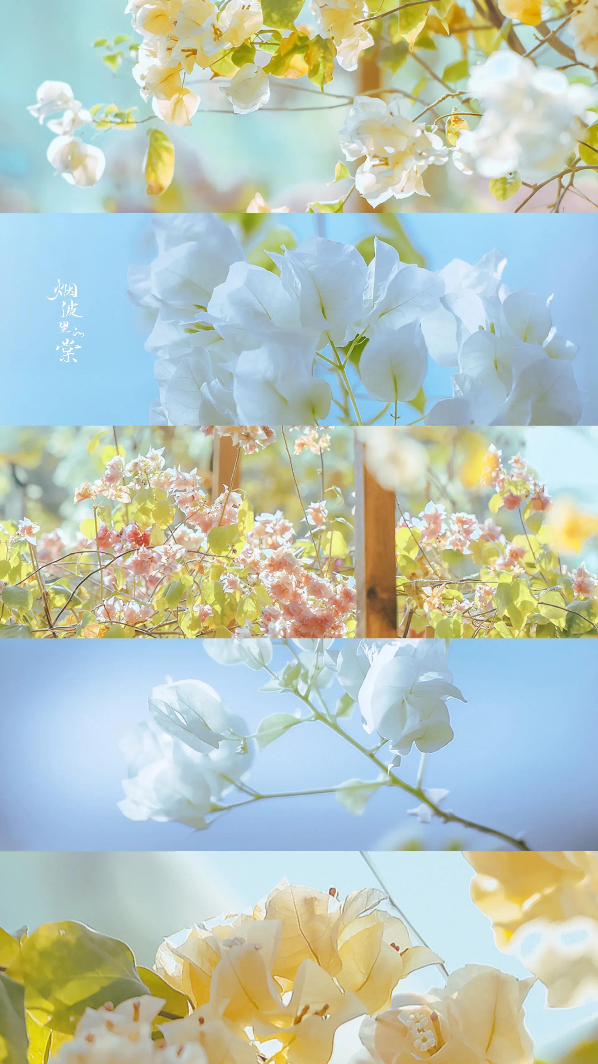 我经过一年四季，我爱你如繁花似锦