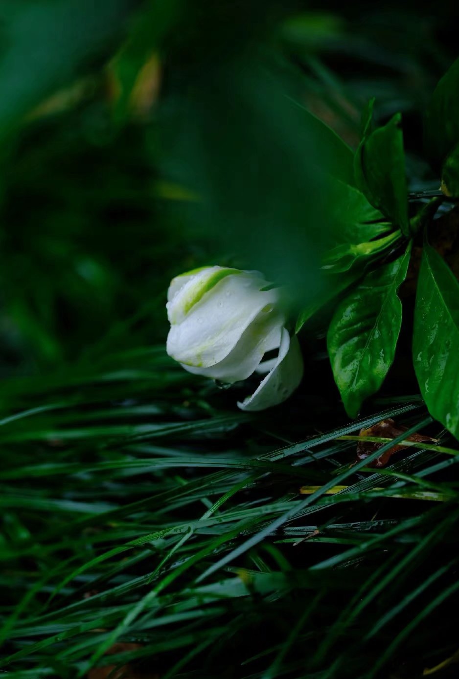 ӣɢģƽоҸ