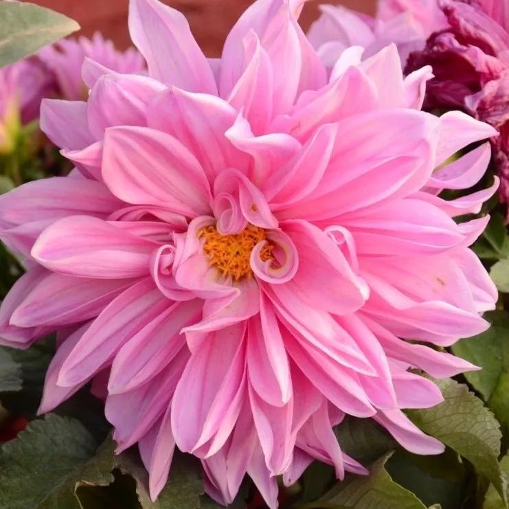花朵美图｜温柔甜美的初吻、大丽花、耧斗菜花朵合集160张