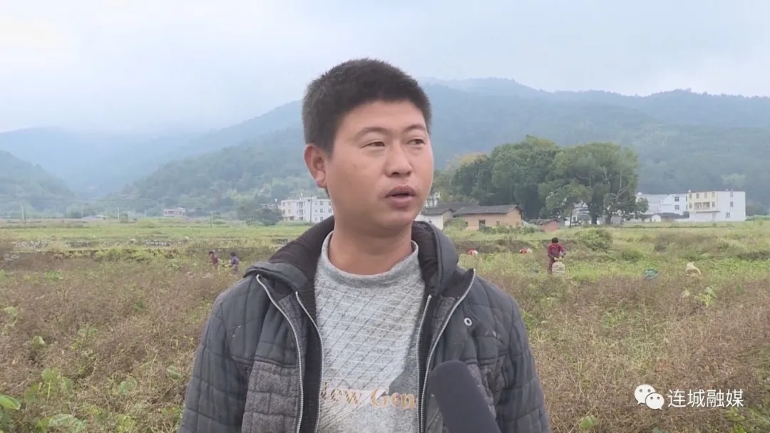 「全面推進鄉村振興」連城廟前：4600畝檳榔芋喜獲豐收 價格持續走高助農增收