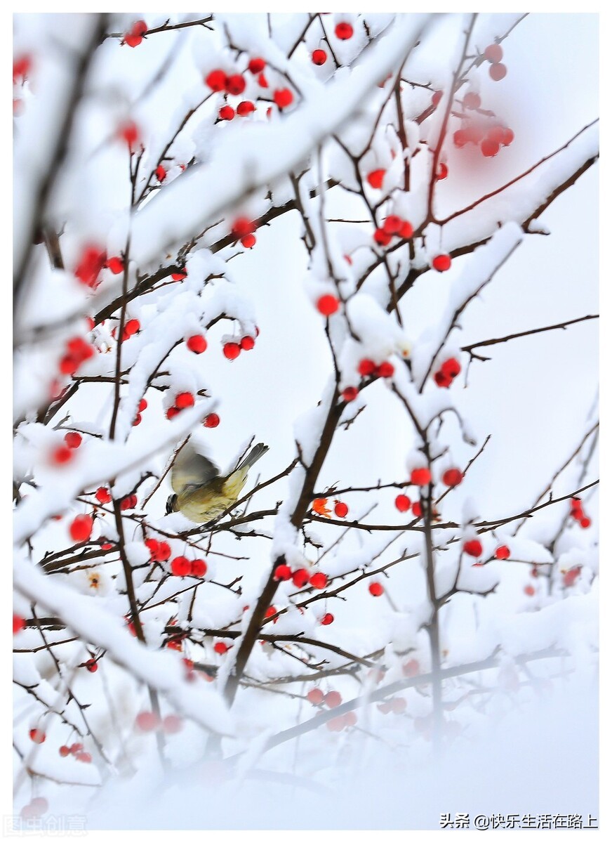 下雪 好兆头（今天下雪了）