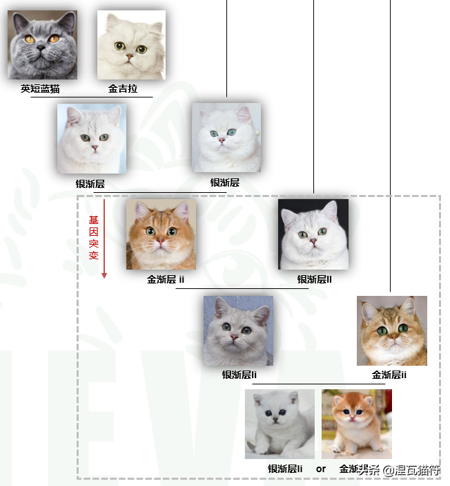 英国短毛猫丨金渐层（黑金）