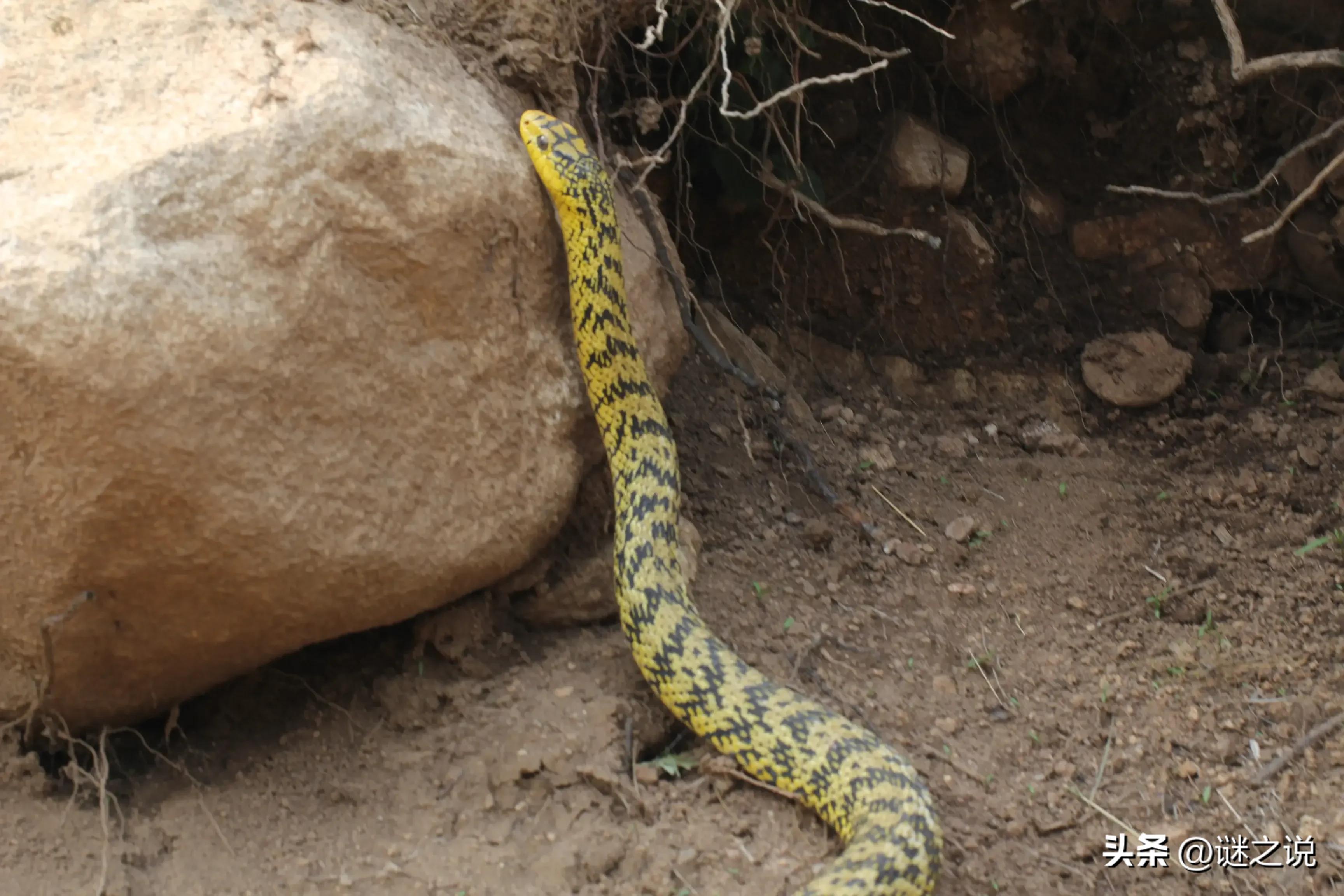 菜花蛇无毒却常吃毒蛇,连同类都不放过,它凭什么敢称百蛇之王?