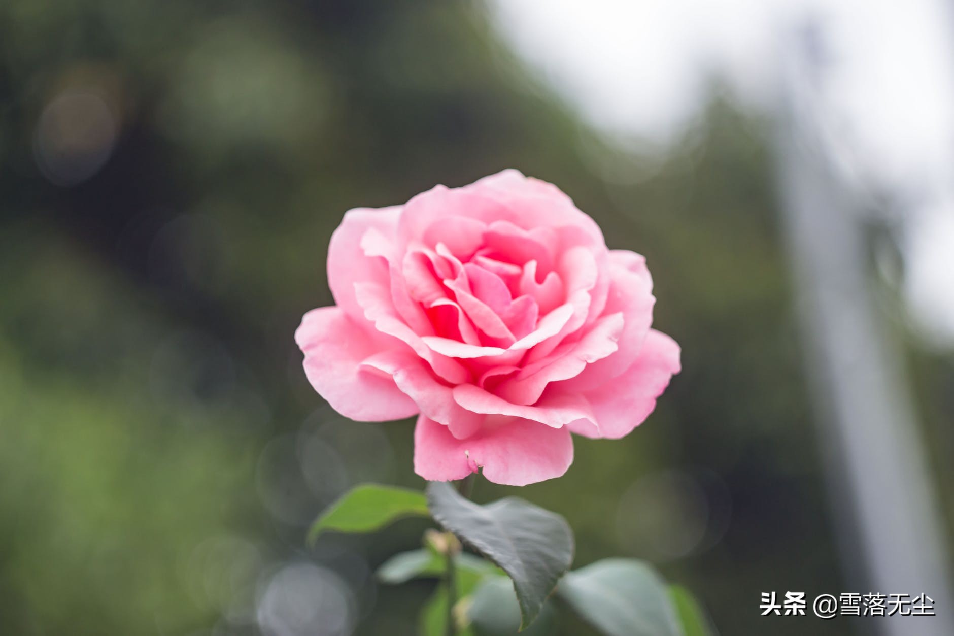 男人如此对你，才是真的把你放在心里了，不会再离开
