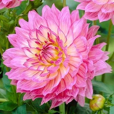 花朵美图｜温柔甜美的初吻、大丽花、耧斗菜花朵合集160张