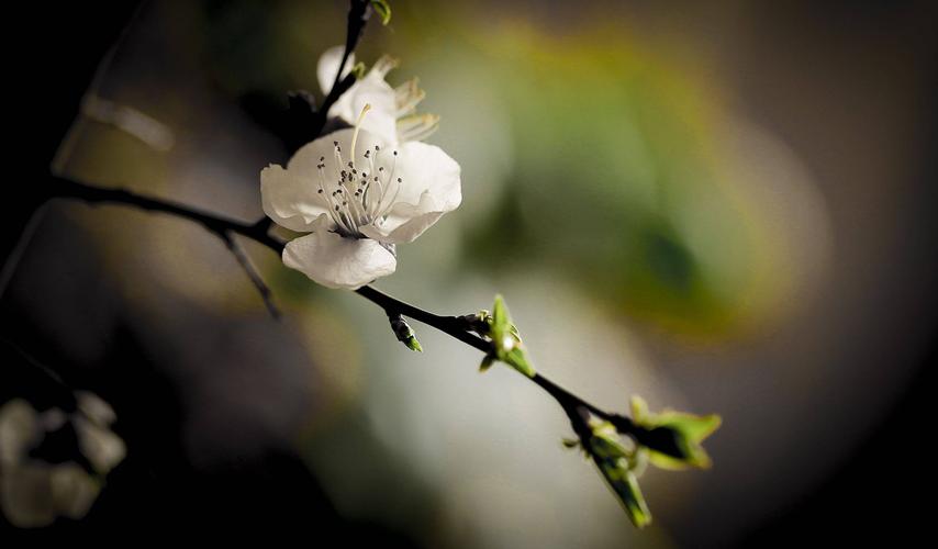 14首诗词：杏花遇上春雨，一滴雨落，一朵花开，便是整个江南……