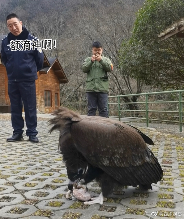 四川广元一受伤秃鹫伤好后赖着不肯走 每天还要消耗10斤肉
