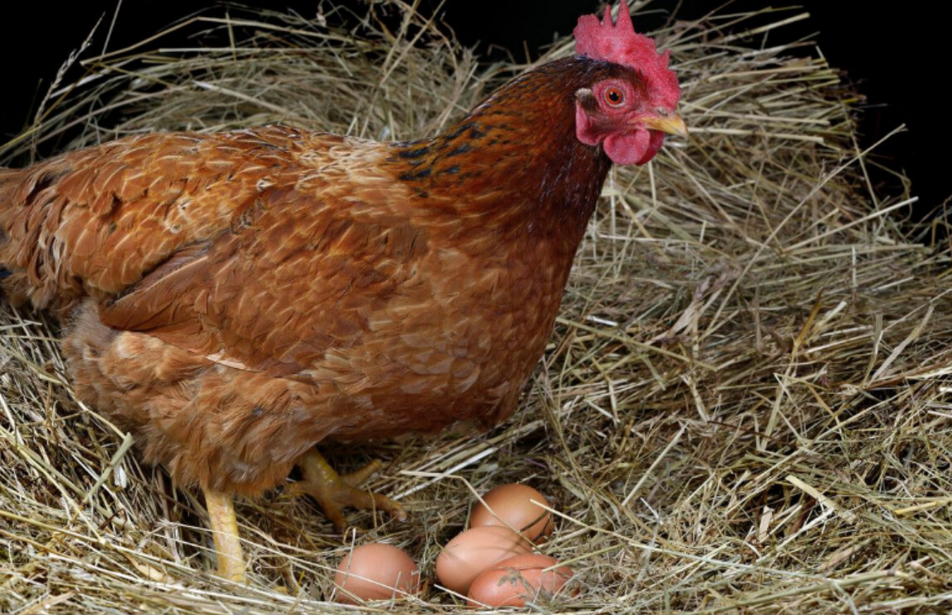 手绘水彩下蛋的母鸡免费下载图片素材免费下载 - 觅知网