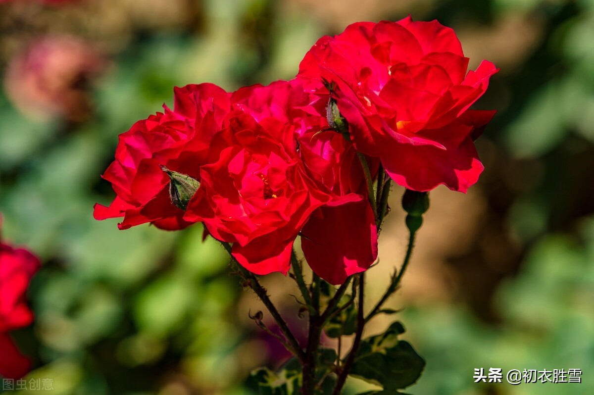 冬花月季美诗六首：天下风流是此花，此花无日不春风