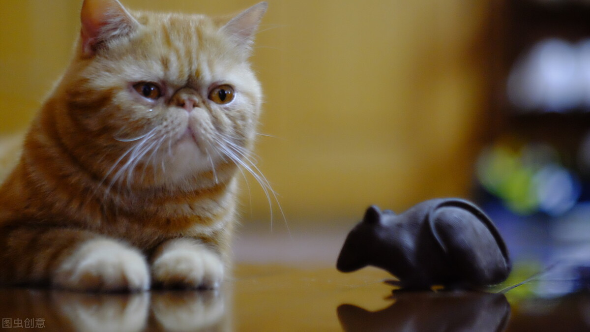 小猫吐食物是怎么回事