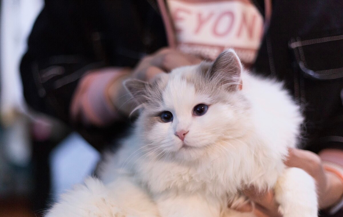 布偶猫价格多少钱一只（布偶猫难养吗）