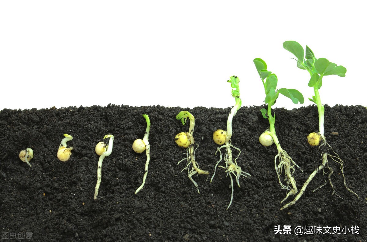 从植物发芽过程看孩子的教育的本与末 植物从发芽到长大的过程 - 情书