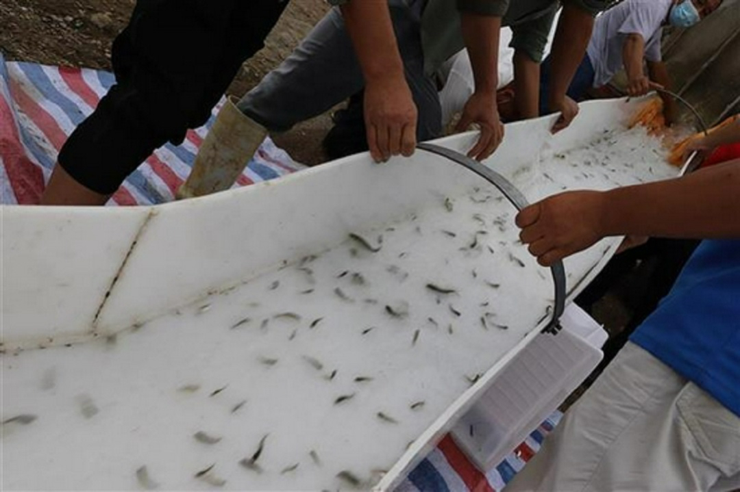 长江再现神秘物种——鳤，十年禁捕：若不保护，将无鱼可吃