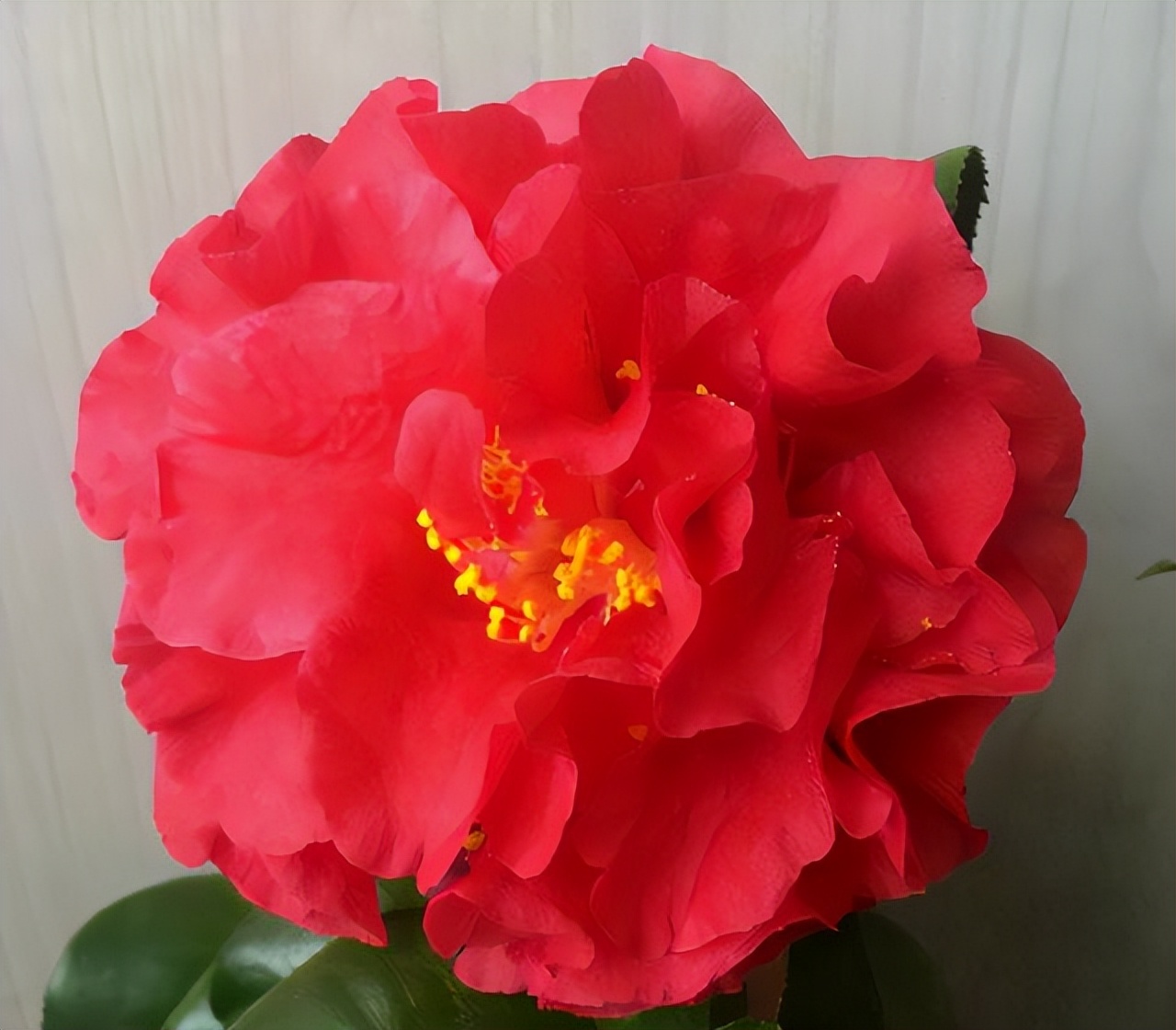 美國加州 紅茶花之王 成功引入中國 花色妖豔 深得國人喜愛 天天看點