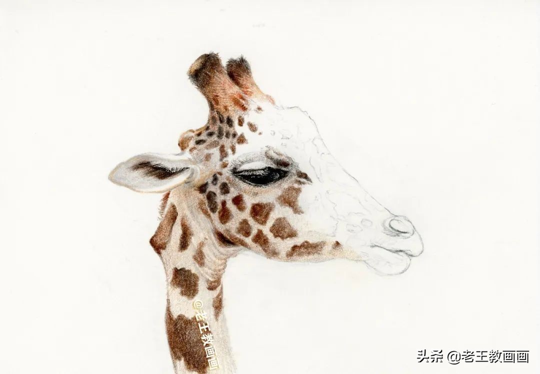 动物怎么画才生动？教你画一只长颈鹿