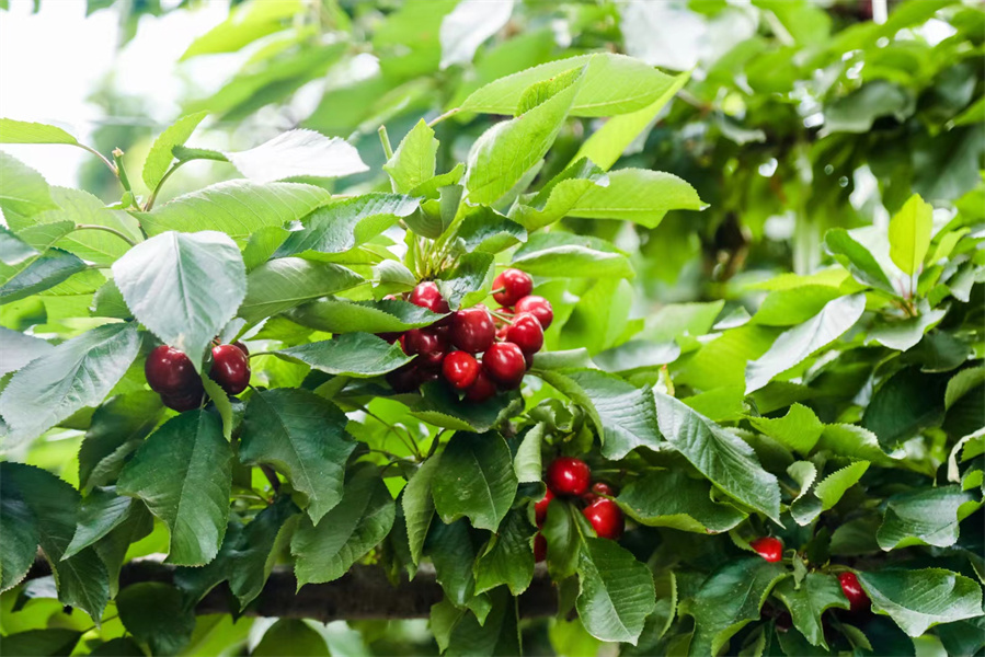 �������й����γ�ӣ����Ӫ������5��18���ڳγ���ӣ�Ҳ�ҵ��������