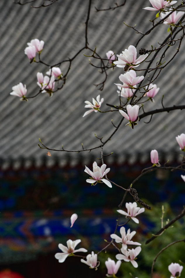 天水千年古玉蘭，滿頭吐玉，芬芳迷人