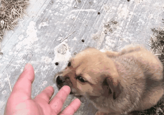 盘点跟狗“撞脸”的明星，网友：刘昊然跟柴犬，简直一模一样