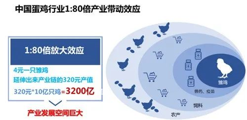 浅谈中国蛋鸡行业当下发展趋势