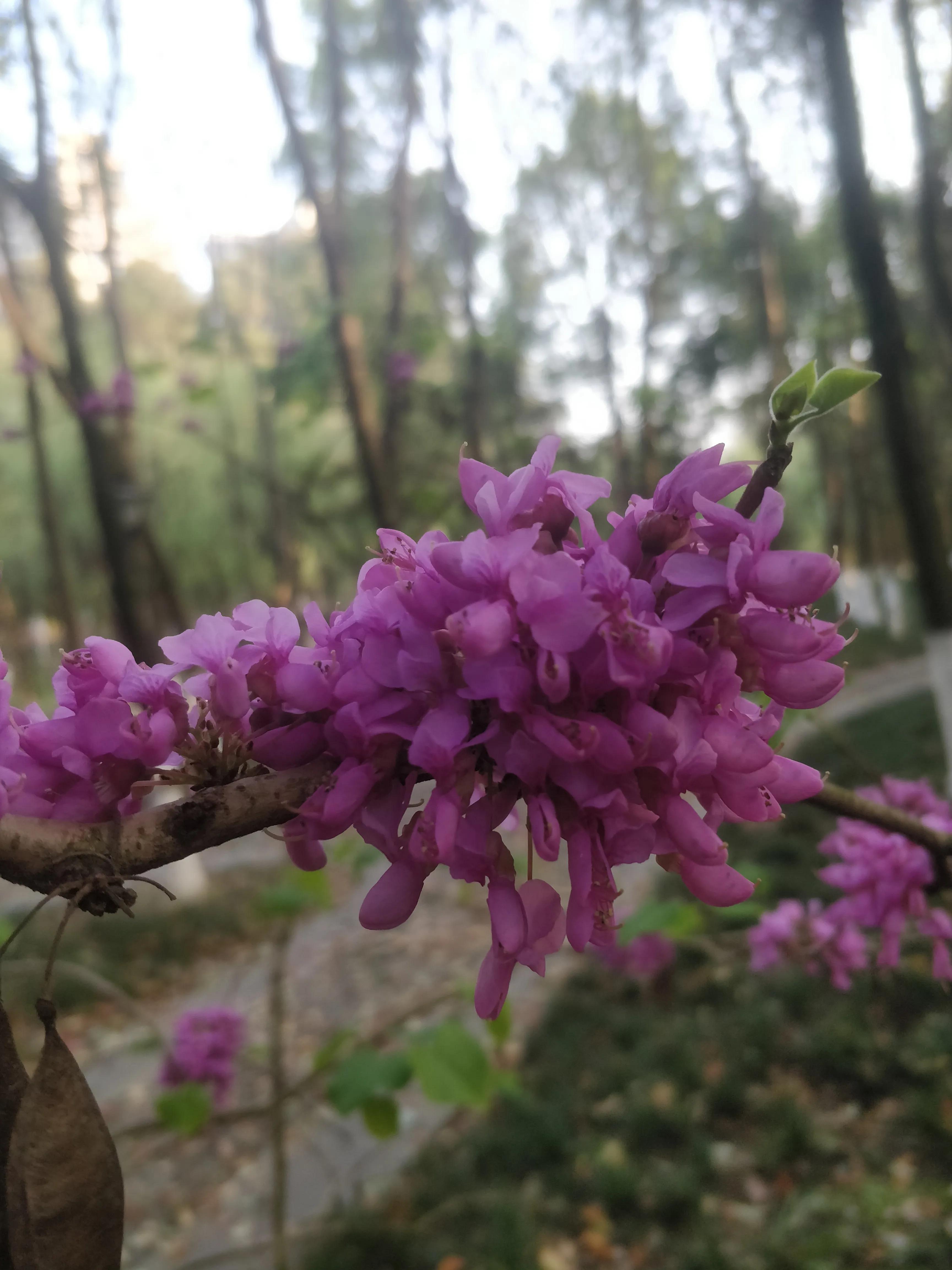 冬去春来满条红，风动紫荆花飘香