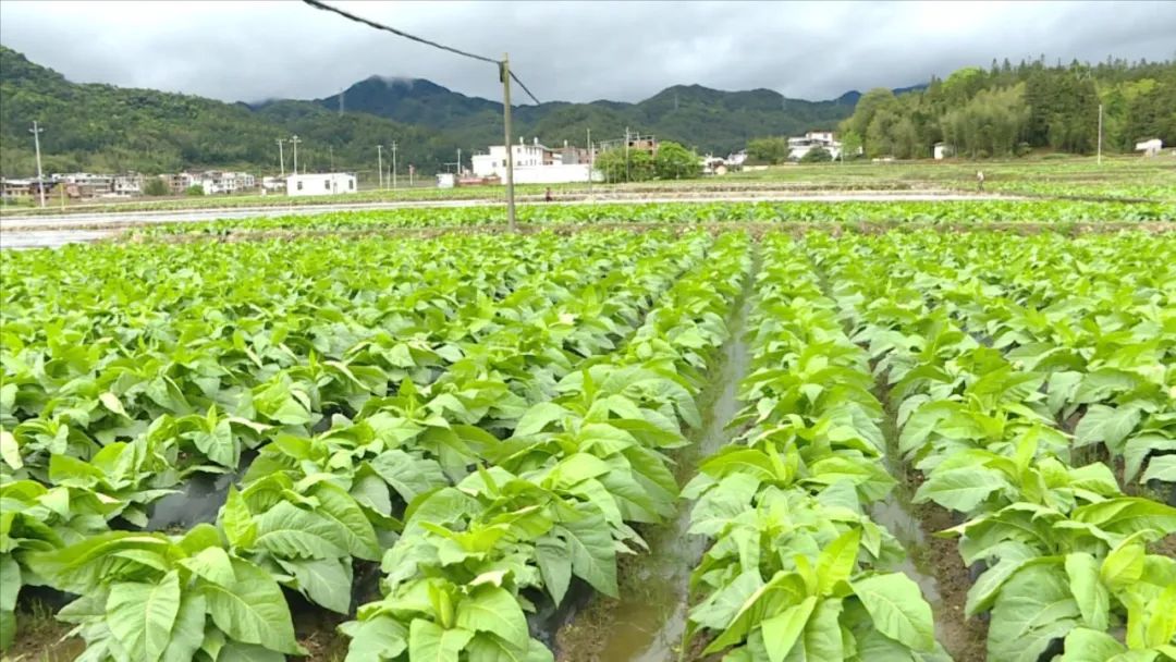 「全面推進鄉村振興」連城：培育和發展新興特色種植產業