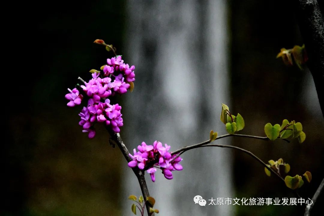 线上展览|“山河春意 锦绣太原——花的世界”主题摄影线上图片展（十）