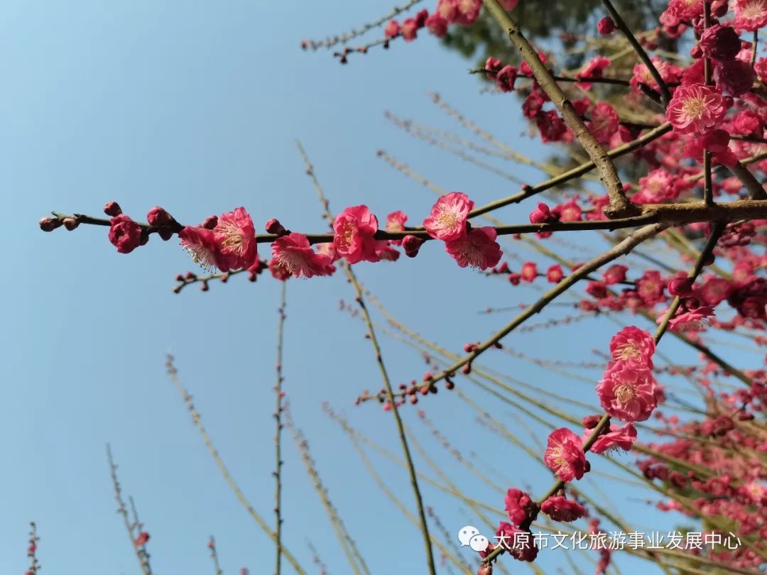 线上展览|“山河春意 锦绣太原——花的世界”主题摄影线上图片展（八）