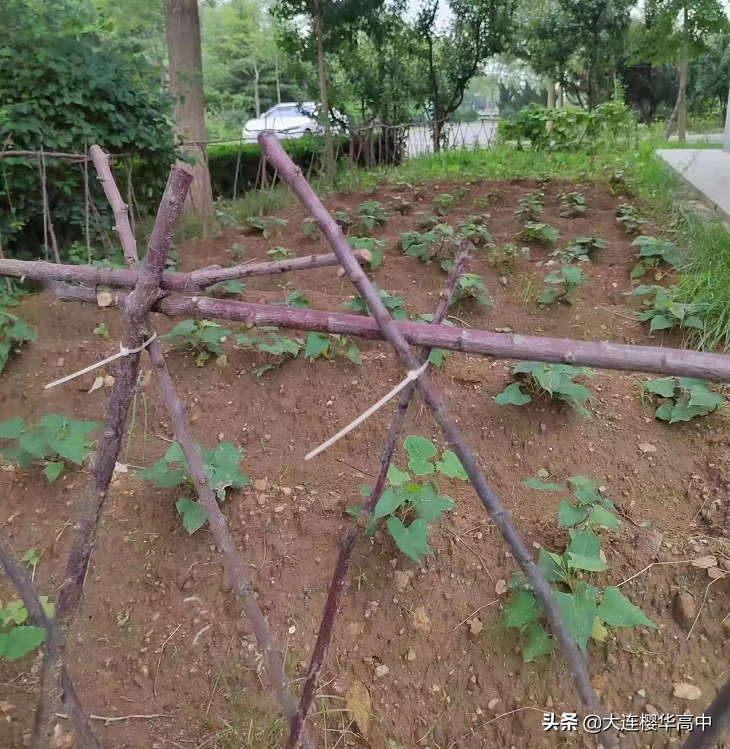 种植希望 收获快乐——我校顺利开展劳动种植园评选活动