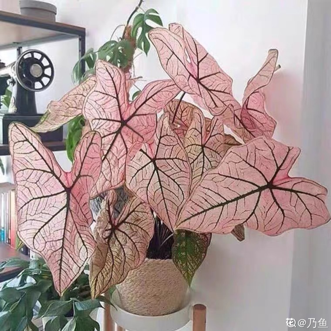 臥室養4種花，一覺睡到天亮，養人養身心