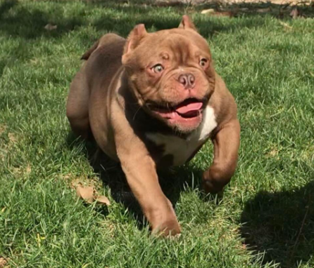 狗中猪八戒——恶霸犬，很丑但很温柔