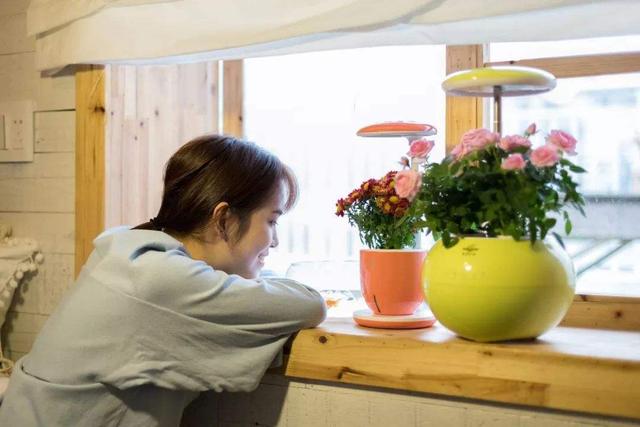 桃花的花语是什么（你几月出生就是哪种花陪着你）