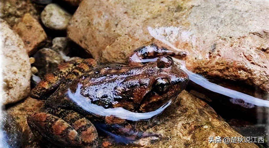 顾名思义"庐山三石"是三道美食的组成,一了解后,便知是"石鸡""石鱼""