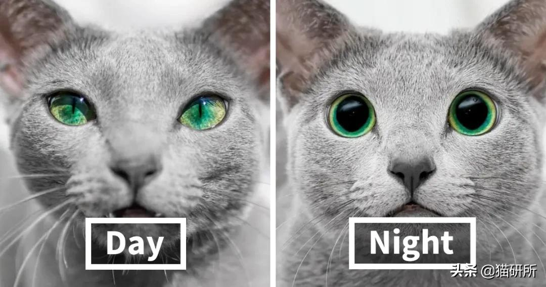 猫咪这么可爱!居然要制裁TA