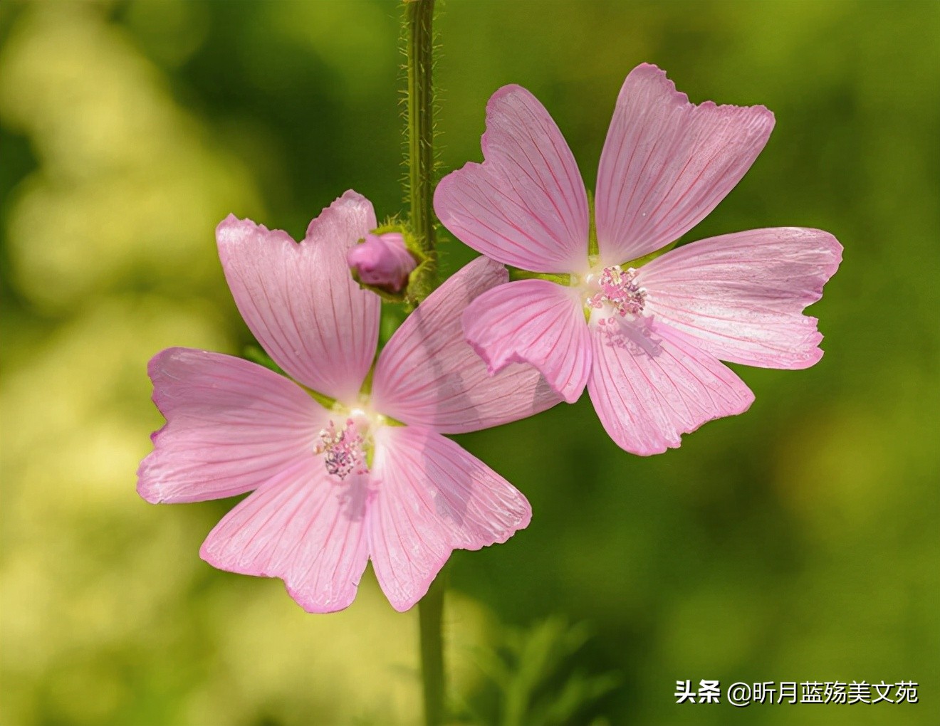 写给深爱的人：你不来，情不老