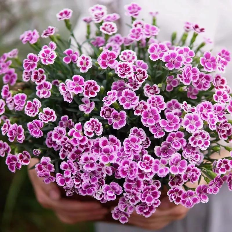 花朵美图｜温柔甜美的初吻、大丽花、耧斗菜花朵合集160张